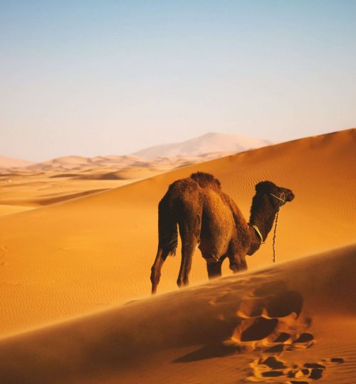 sahara-kamel